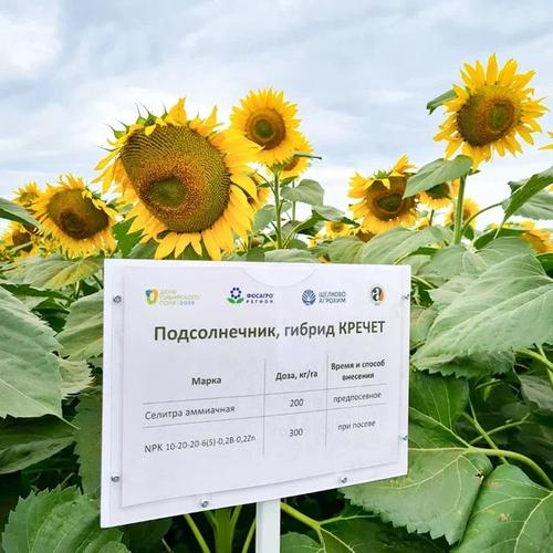 Агрополигон с российскими сортами – в центре внимания на «Дне сибирского поля»