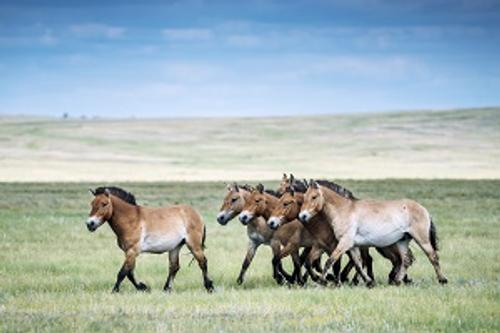 «Роснефть» поможет восстановить единственную в России популяцию лошадей Пржевальского