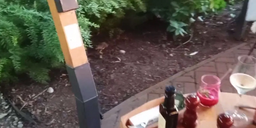 Грызун вызвал переполох в заведении Петербурга