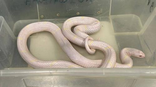 Прокуратура изъяла змей из Александровского парка из-за жестокого обращения