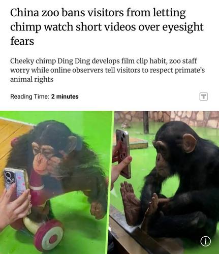 20250921040742-967499 Обезьяне в китайском зоопарке запретили смотреть рилсы
