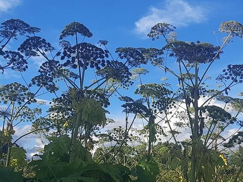 Штраф за заросший борщевиком участок получил чиновник в Ленобласти