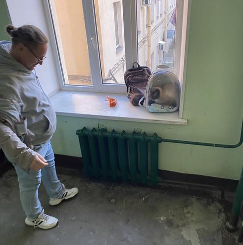 Приставы вернули сиамского кота законному владельцу после решения суда