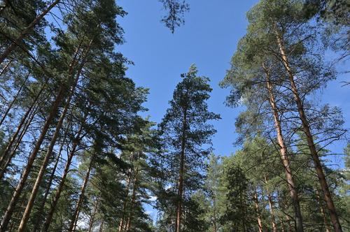 Спасатели нашли пропавшую женщину в лесу Ленобласти