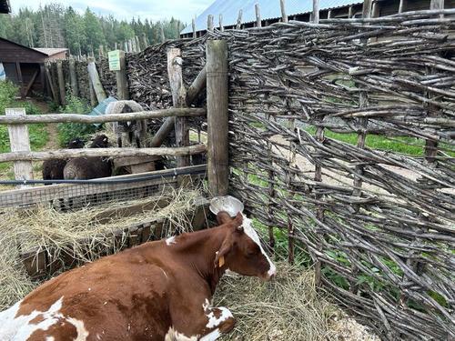 Лидером по производству молока стала Ленобласть