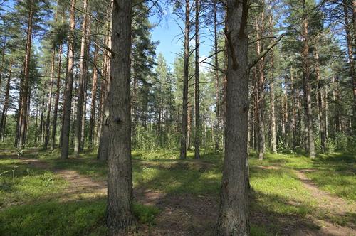 Дирекция ООПТ обновляет инфраструктуру заказников в Ленобласти