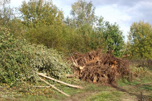Во Всеволожском районе замечен волк в период сезонной линьки