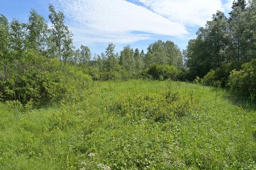 Спасатели нашли двух потерявшихся женщин в лесу Ленобласти