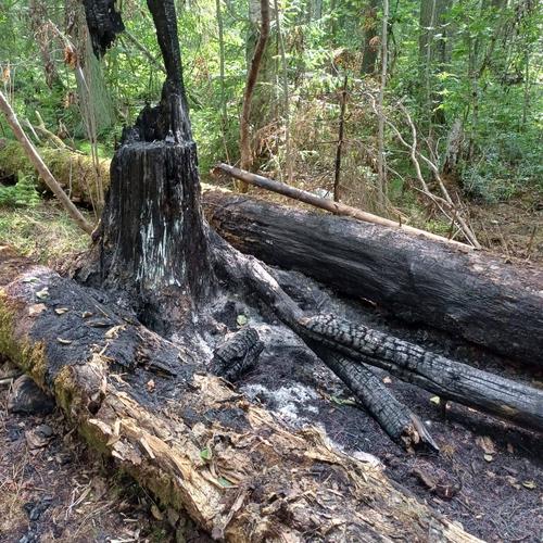 В Ленобласти задержан подозреваемый в краже кабеля