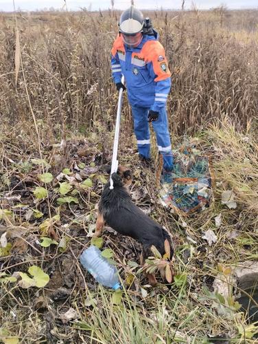 Спасатели вытащили пса из люка в поселке Ям-Ижора