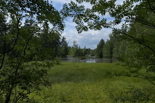 В Лужском районе нашли пропавшего пожилого человека