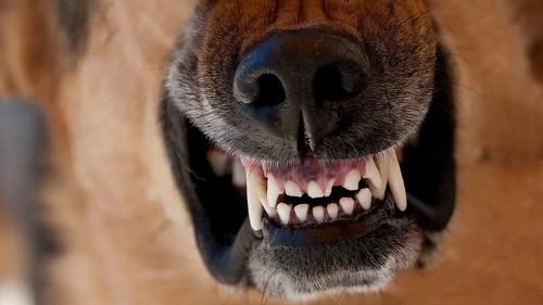 Ответственность за нарушение правил содержания и выгула собак, особенно опасных пород, нужно серьёзно ужесточать