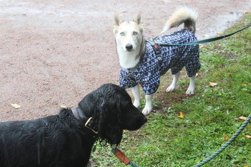 Во Всеволожском районе собаки напали на женщину в садоводстве
