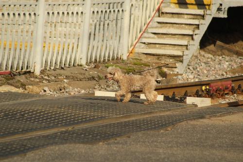С начала года в Ленобласти 25 человек погибли в ДТП с поездами