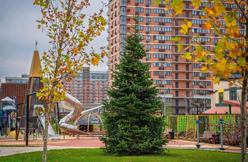 В столице Кубани к новогодним праздникам появилась 7-метровая бельгийская пихта