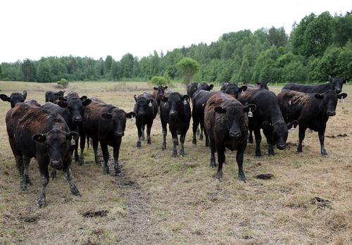 Объем производства молочной продукции в Ленобласти превысил 730 тысяч тонн