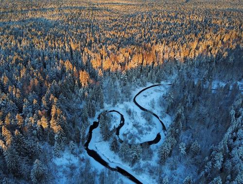 Редкие «Северные попугаи» замечены в лесах Ленобласти