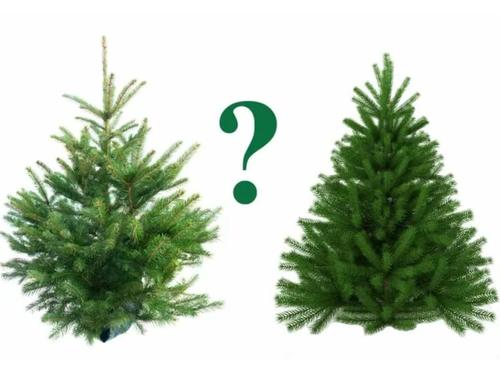 До Нового года остался месяц, и во многих семьях уже начинается обсуждение: какую ёлку ставить?