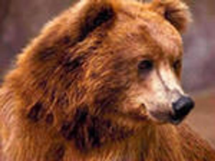 Под Иркутском голодный медведь забрался в дачный дом на запах еды