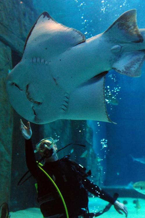 В Израиле акула откусила аквалангисту руку