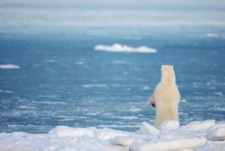Канада намерена расшириться за счет Северного полюса