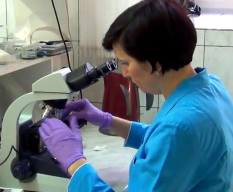 В Китае ученые занялись массовым клонированием свиней