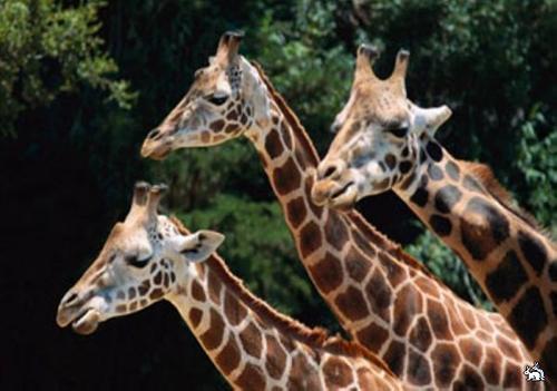 В Дании зверски убили генетически неправильного жирафа