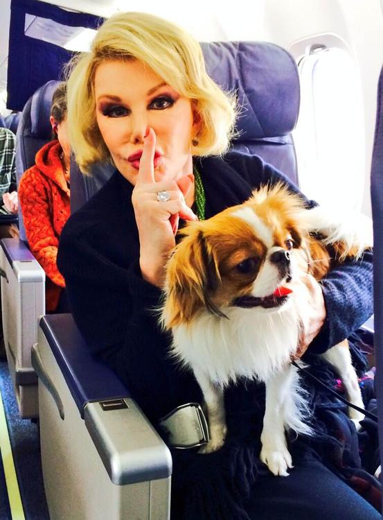 В салоне самолетов "Трансаэро"  можно перевозить кошек и собак