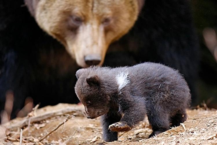 Медведи рыскают в поисках жителей Приморья пожирнее