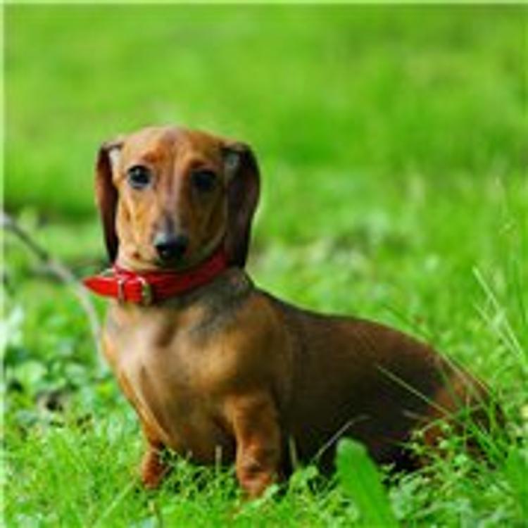Такса стала первой клонированной собакой Британии