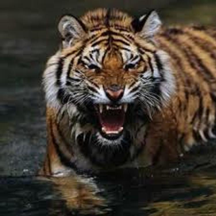 Голодный тигр вышел на охоту за жителями Приморья