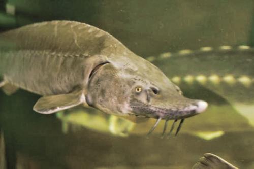 Обь наполнится сибирским осетром