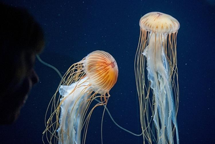 Безумство храбрых: танцы с медузами (ВИДЕО)