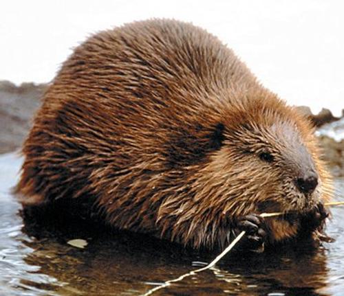 Полиция оправдала свердловских бобров