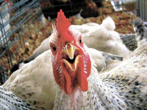 «Ножки Обамы» пора окончательно запретить