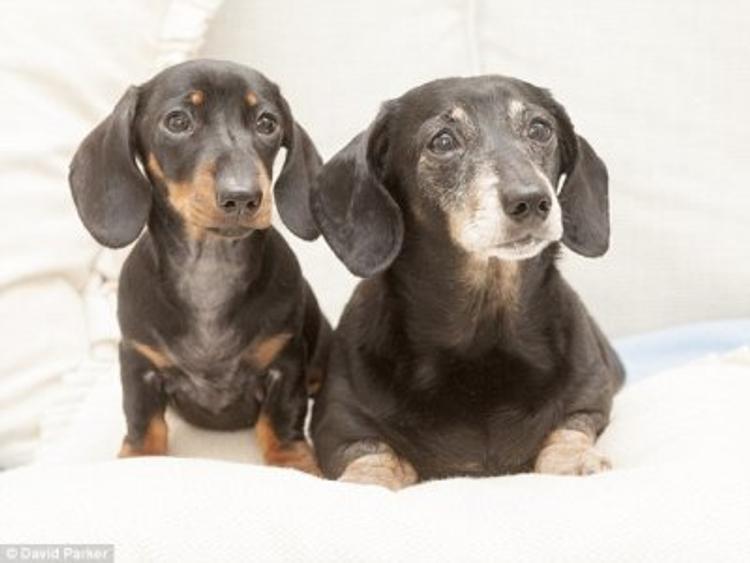 В Великобритании живет первая клонированная собака