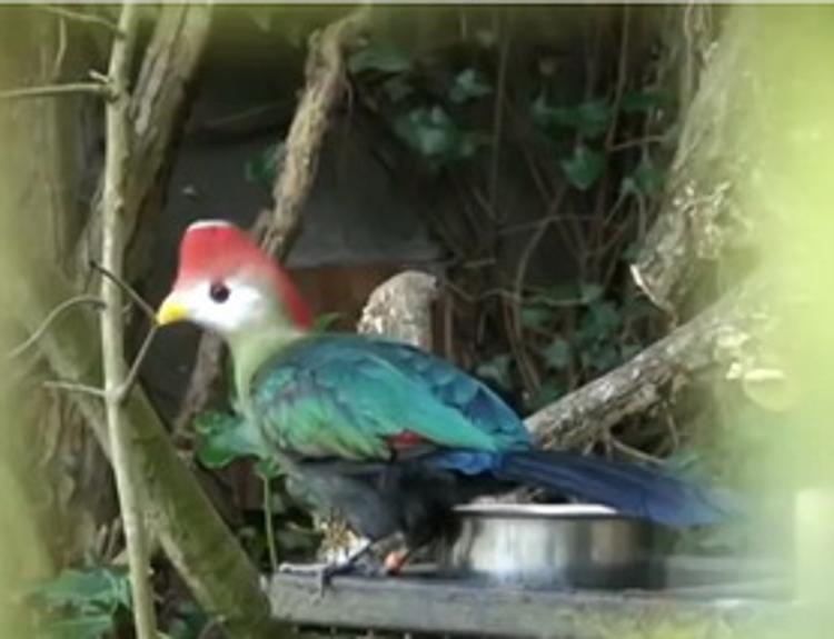 Швейцарский активист Greenpeace выпустил редких птиц из зоопарка в Аргентине