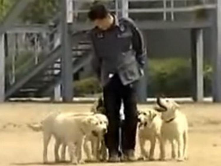 Южнокорейская полиция намерена клонировать собак для розыскной деятельности