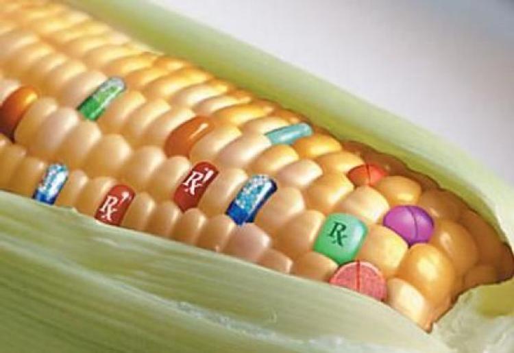 Роспотребнадзор: Эмбарго избавило россиян от импортных ГМО