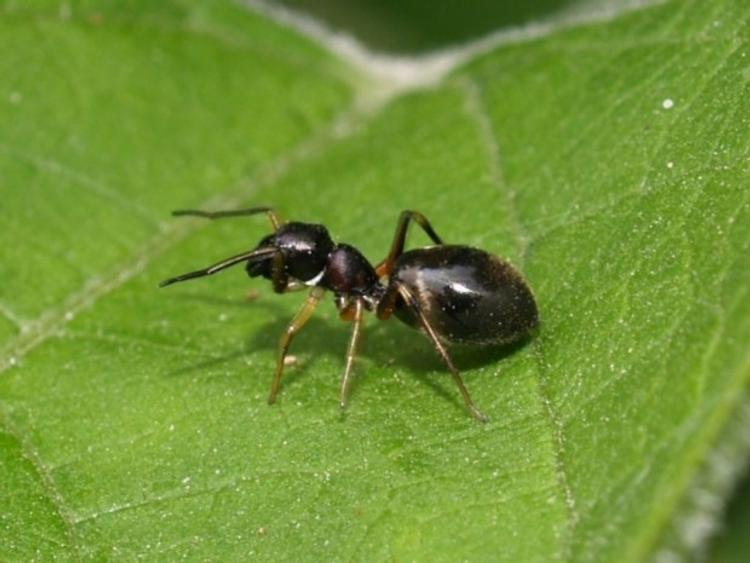 Почему муравей не может жить один