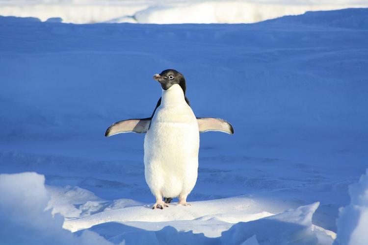 Пингвин на льдине в петербургском канале Грибоедова оказался шуткой