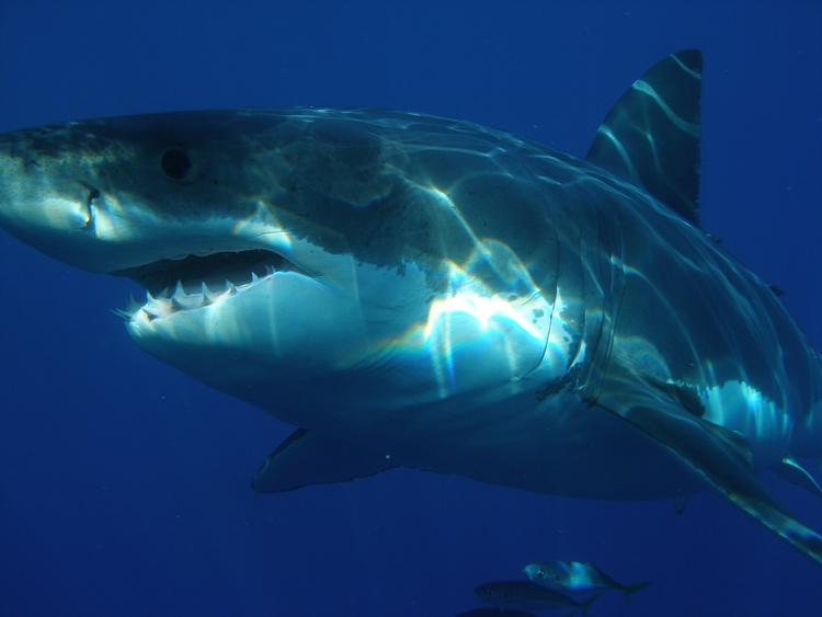 Египет принял меры по спасению туристов от акул