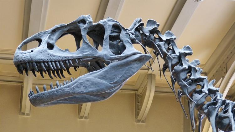 Останки крупного динозавра извлечены из камня в Томске