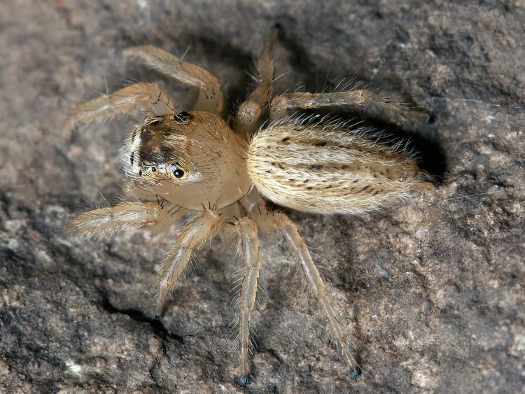 В Сочи обнаружены неизвестные науке пауки