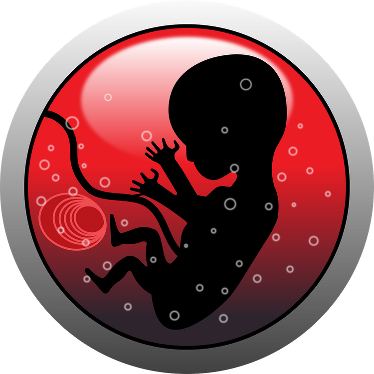 Ученые выяснили, что человеческий эмбрион выживает благодаря древним вирусам