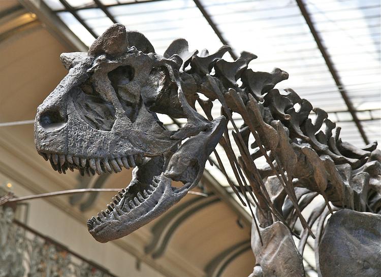 Ученые из КНР обнаружили динозавра-"бэтмана" Юрского периода