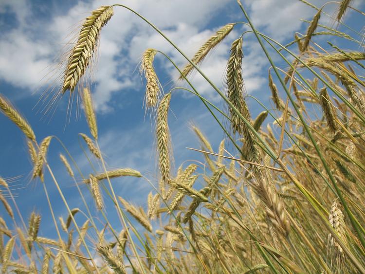 Минсельхоз сообщает о сокращении экспорта пшеницы на 1,5 млн тонн