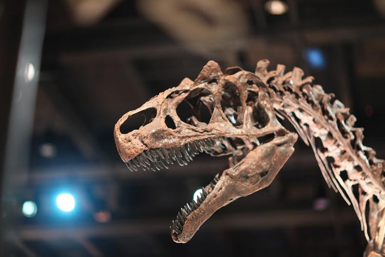В КНР найдены окаменелости 15-метрового динозавра