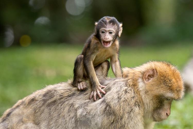 Из французского зоопарка похитили 17 редких обезьян