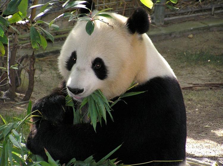 Упавшая с кровати панда Тянь-Тянь стала героем интернета (ВИДЕО)